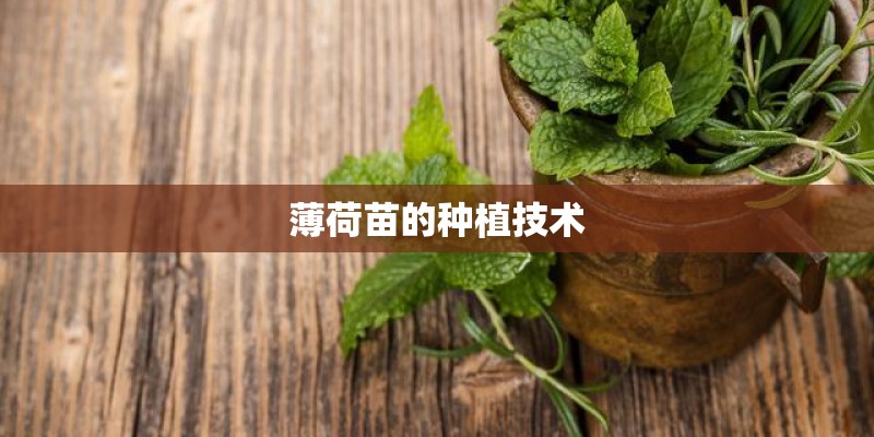 薄荷苗的种植技术