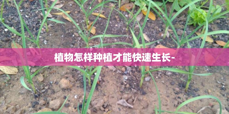植物怎样种植才能快速生长-
