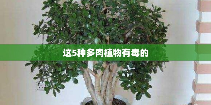 这5种多肉植物有毒的