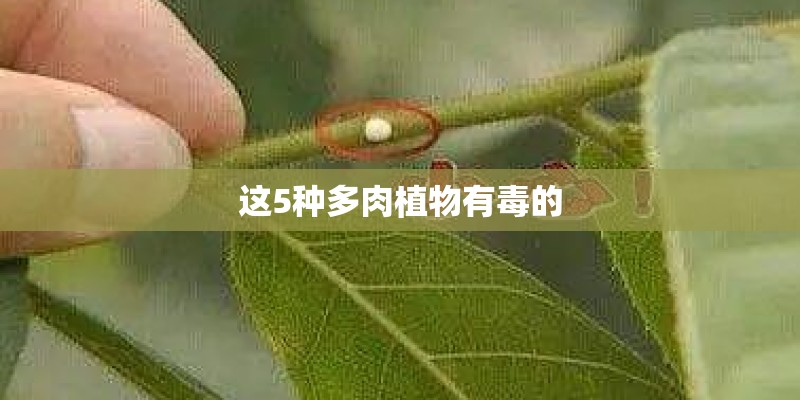 这5种多肉植物有毒的
