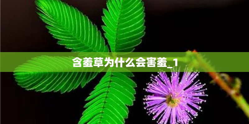 含羞草为什么会害羞_1