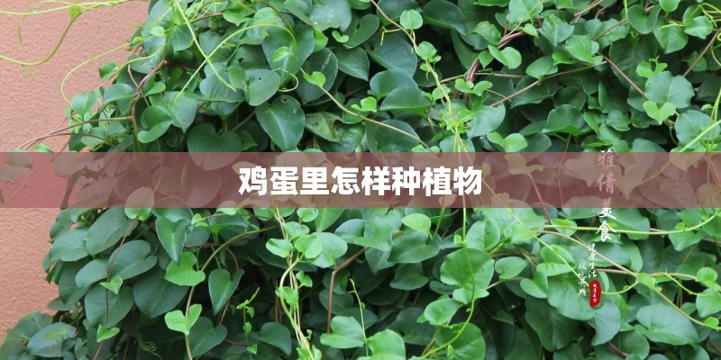 鸡蛋里怎样种植物