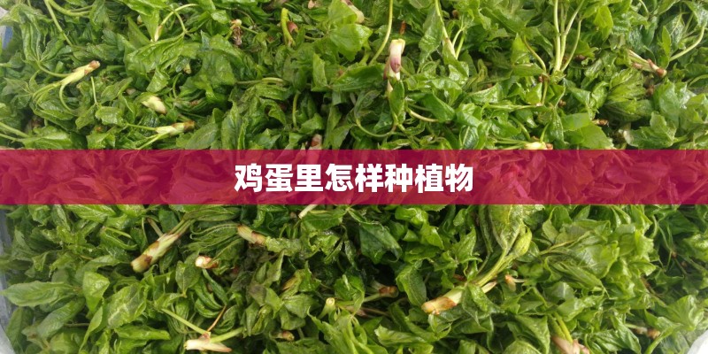 鸡蛋里怎样种植物