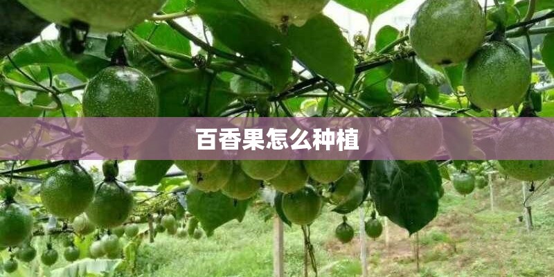 百香果怎么种植