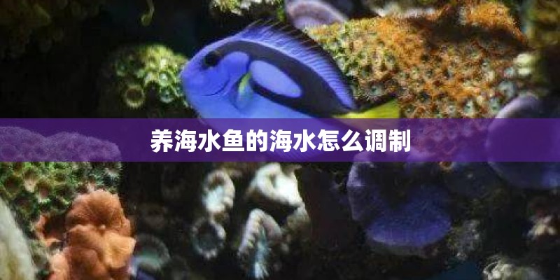 养海水鱼的海水怎么调制