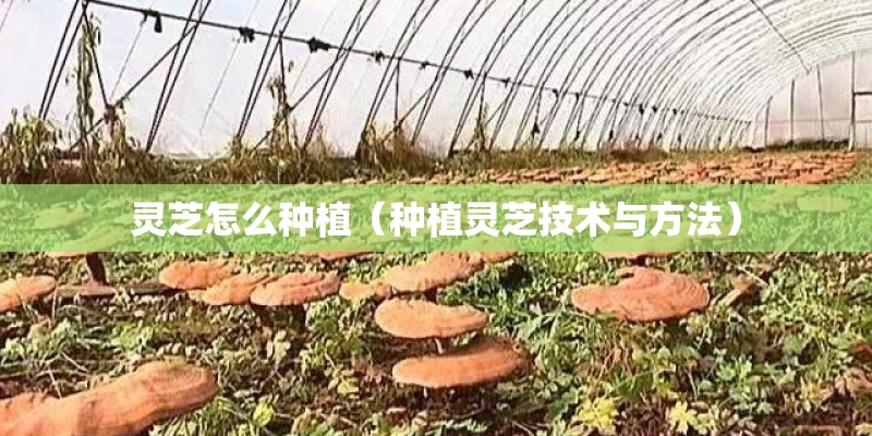 灵芝怎么种植（种植灵芝技术与方法）