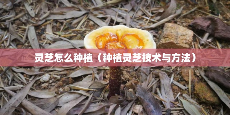 灵芝怎么种植（种植灵芝技术与方法）