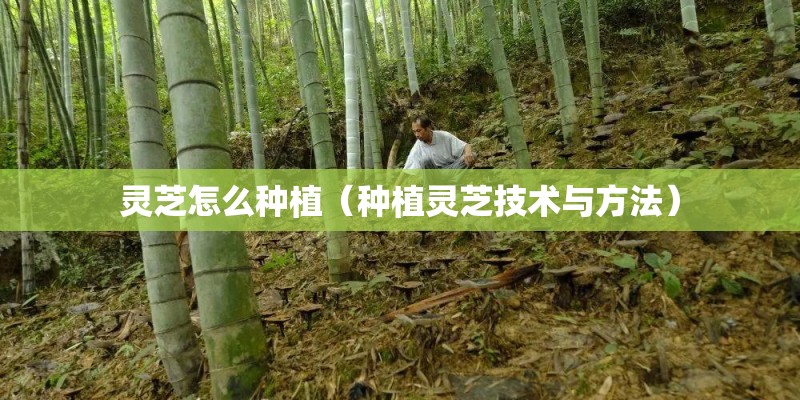 灵芝怎么种植（种植灵芝技术与方法）