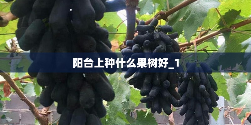阳台上种什么果树好_1