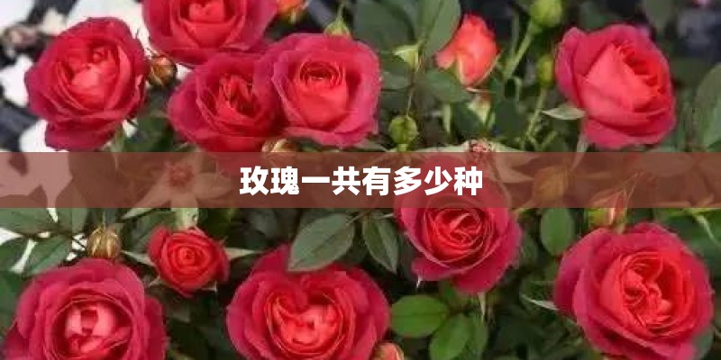 玫瑰一共有多少种