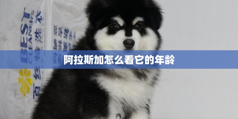 阿拉斯加怎么看它的年龄
