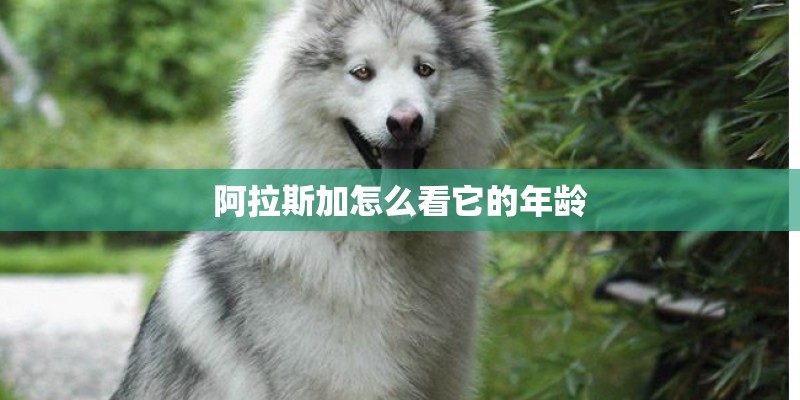 阿拉斯加怎么看它的年龄
