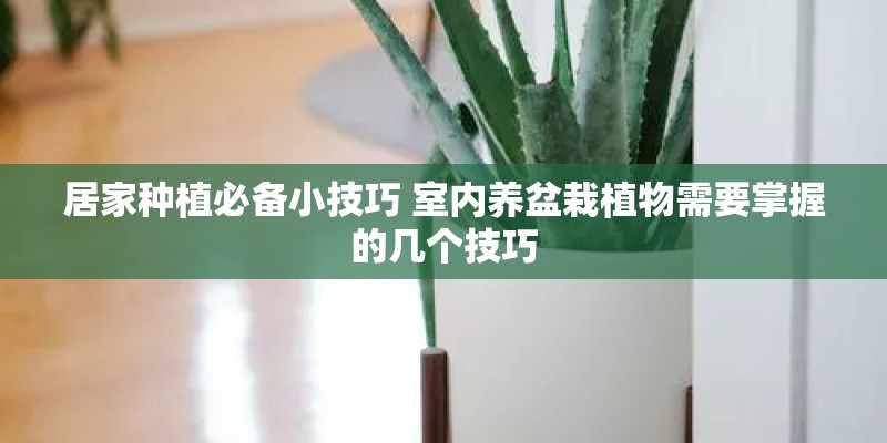居家种植必备小技巧 室内养盆栽植物需要掌握的几个技巧