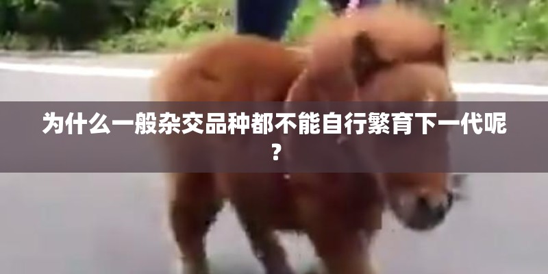 为什么一般杂交品种都不能自行繁育下一代呢？
