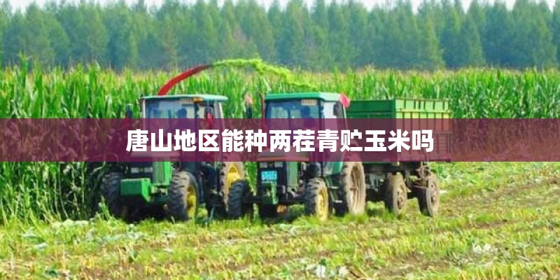 唐山地区能种两茬青贮玉米吗