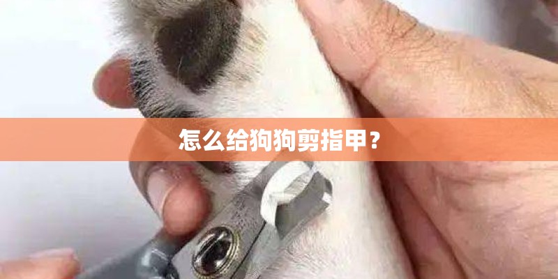 怎么给狗狗剪指甲？