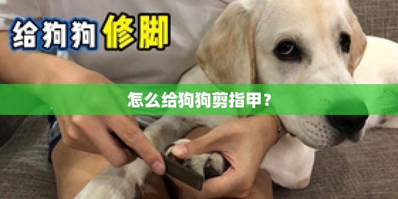 怎么给狗狗剪指甲？