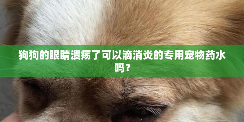狗狗的眼睛溃疡了可以滴消炎的专用宠物药水吗？