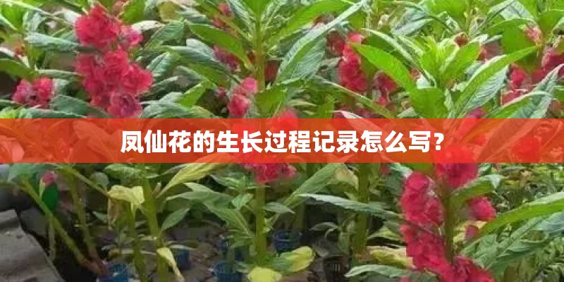 凤仙花的生长过程记录怎么写？