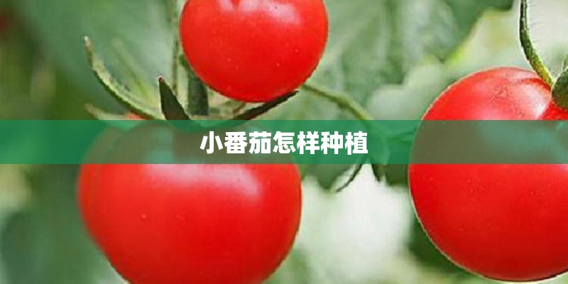 小番茄怎样种植