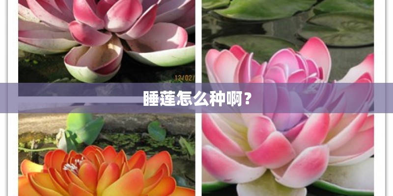 松针土可以种多肉吗_1