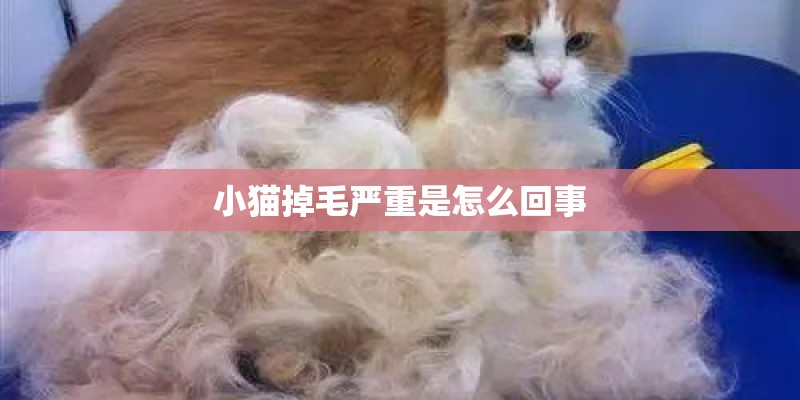 小猫掉毛严重是怎么回事