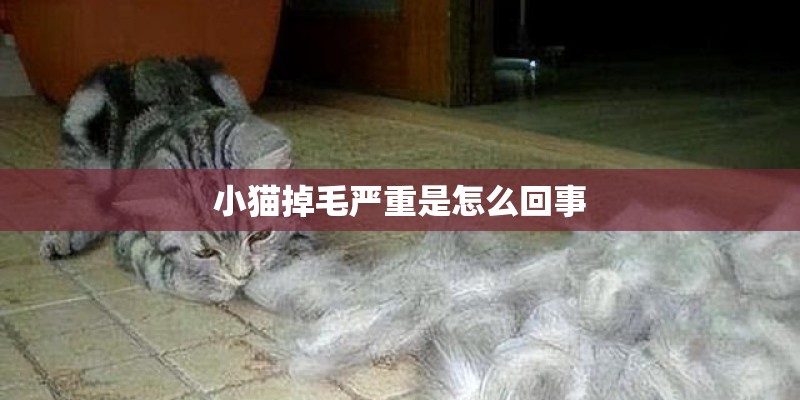 小猫掉毛严重是怎么回事