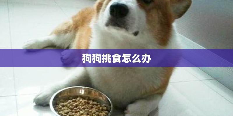 狗狗挑食怎么办