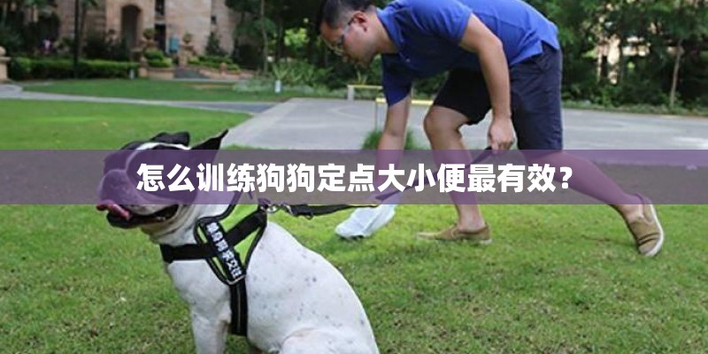 怎么训练狗狗定点大小便最有效? 怎么训练狗狗定点大小便最有效?