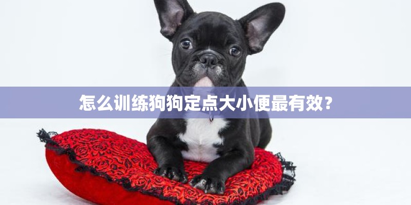 怎么训练狗狗定点大小便最有效? 怎么训练狗狗定点大小便最有效?
