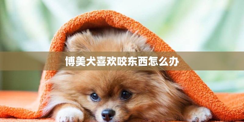 博美犬喜欢咬东西怎么办