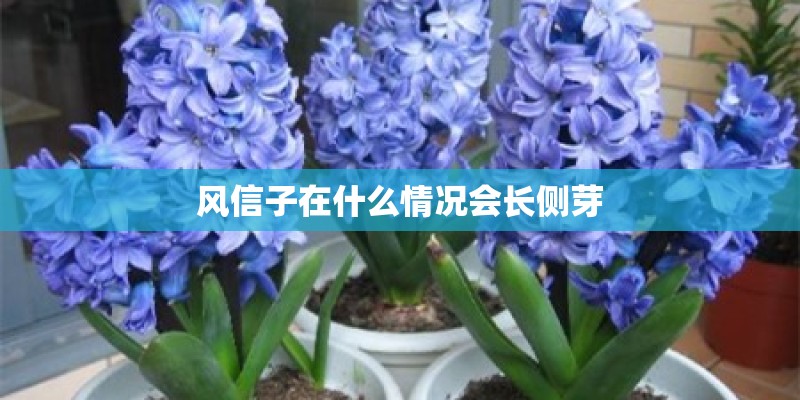 风信子在什么情况会长侧芽