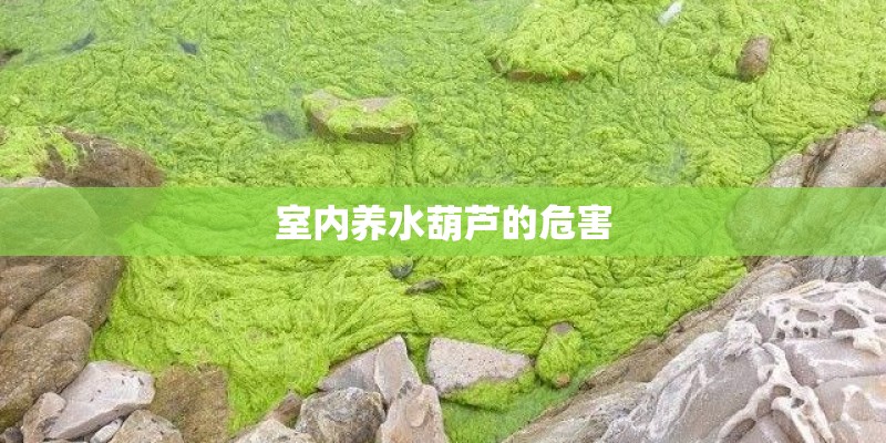 室内养水葫芦的危害