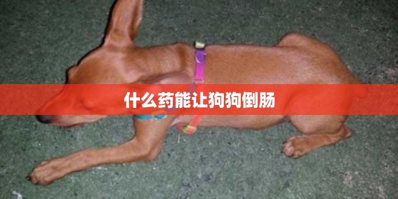哈士奇狗狗在家要怎么喂养-