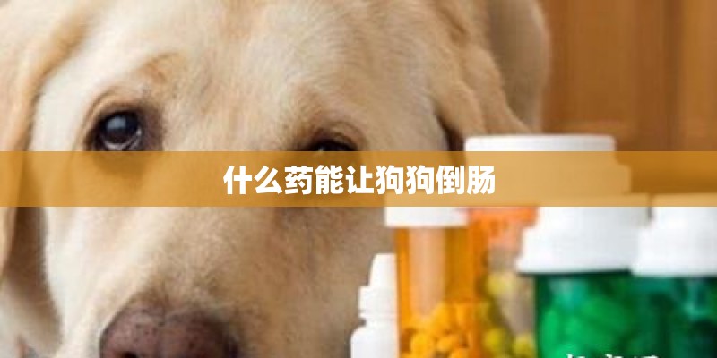 什么药能让狗狗倒肠