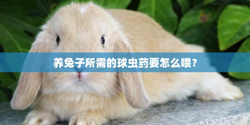 养兔子所需的球虫药要怎么喂？