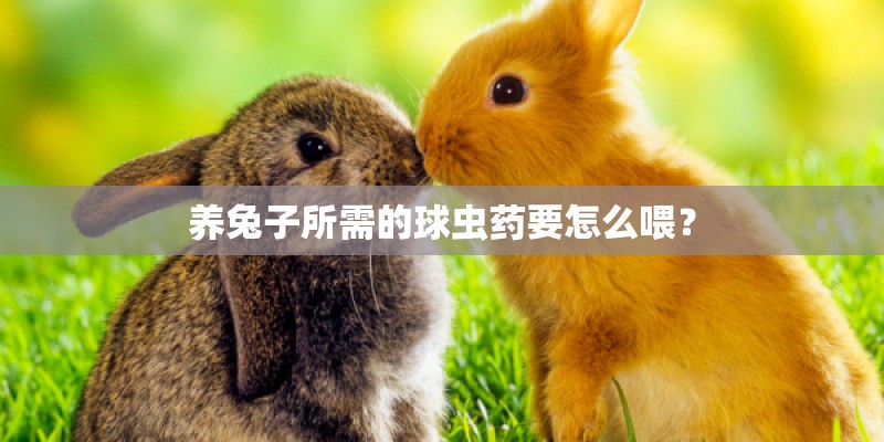 养兔子所需的球虫药要怎么喂？