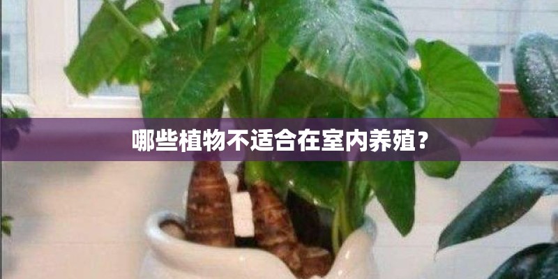 哪些植物不适合在室内养殖？