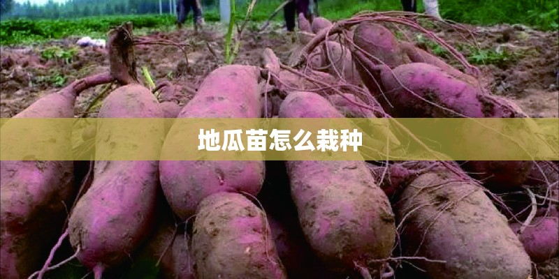 地瓜苗怎么栽种