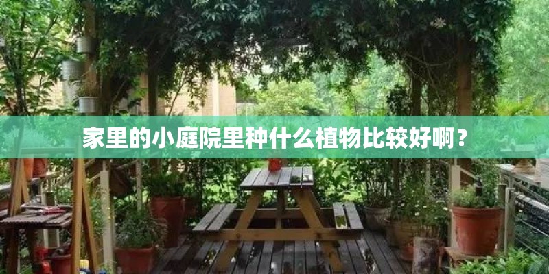 家里的小庭院里种什么植物比较好啊？