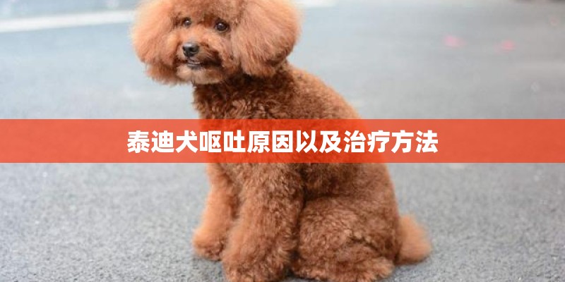 泰迪犬呕吐原因以及治疗方法