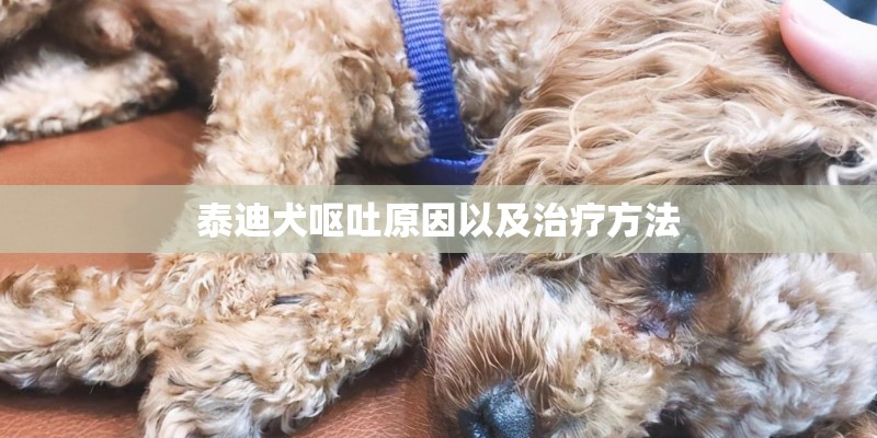 泰迪犬呕吐原因以及治疗方法