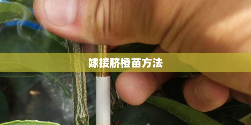 嫁接脐橙苗方法