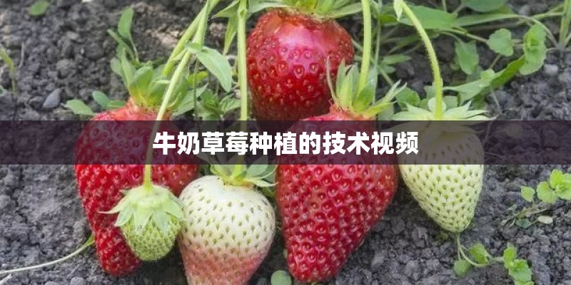 牛奶草莓种植的技术视频
