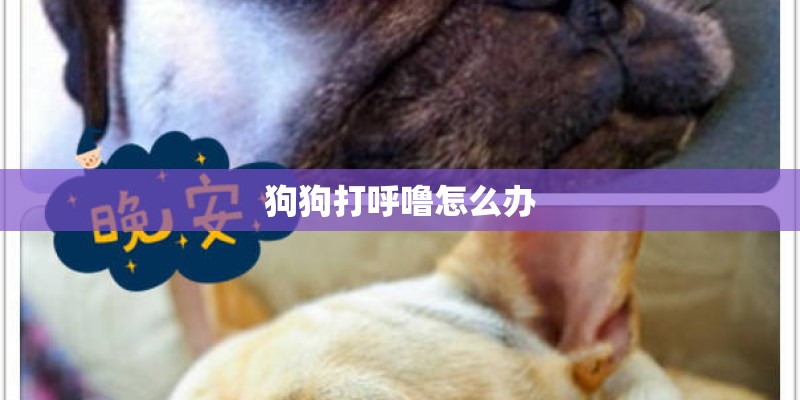 狗狗打呼噜怎么办