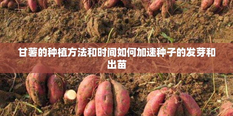 甘薯的种植方法和时间如何加速种子的发芽和出苗