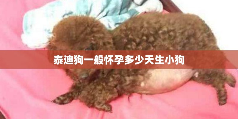 泰迪狗一般怀孕多少天生小狗