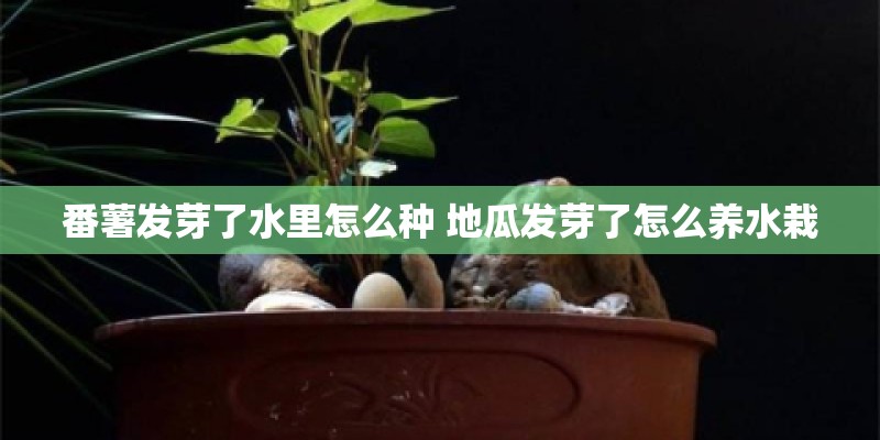 番薯发芽了水里怎么种 地瓜发芽了怎么养水栽
