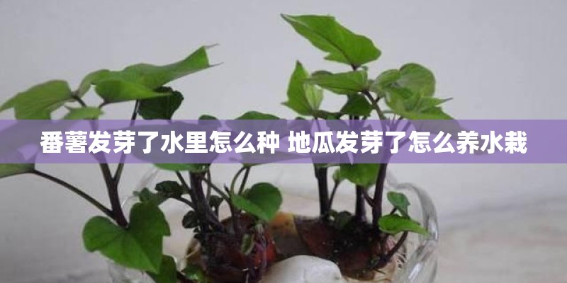 番薯发芽了水里怎么种 地瓜发芽了怎么养水栽
