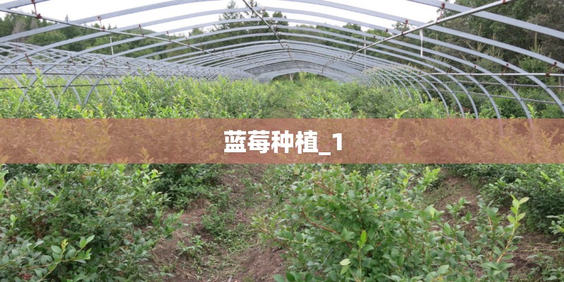 蓝莓种植_1